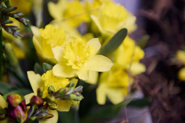 Johannas Blumenhaus 2023