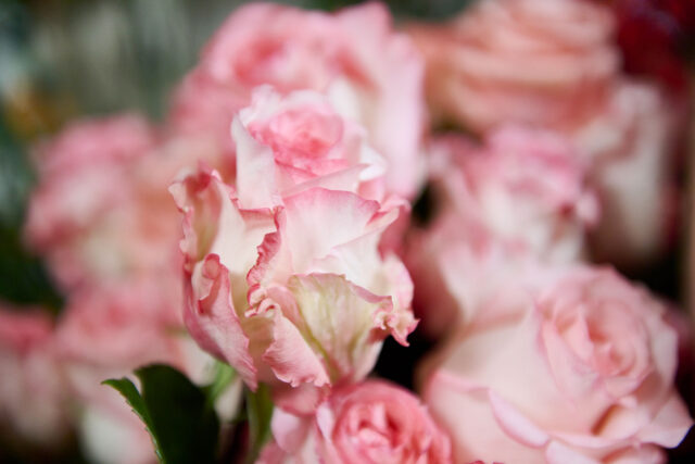 Johannas Blumenhaus 2023