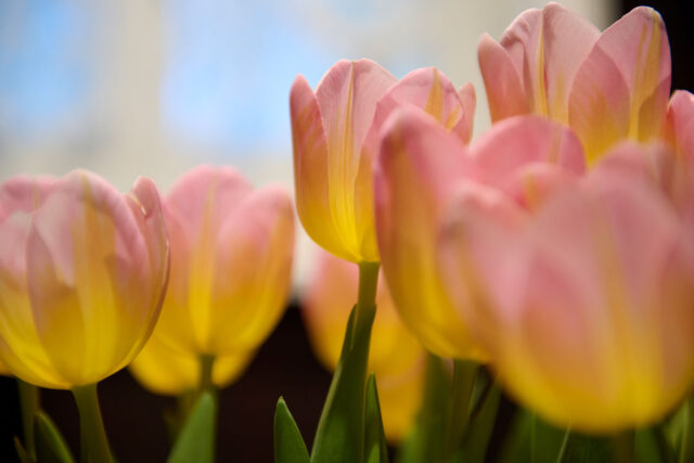 Johannas Blumenhaus 2023